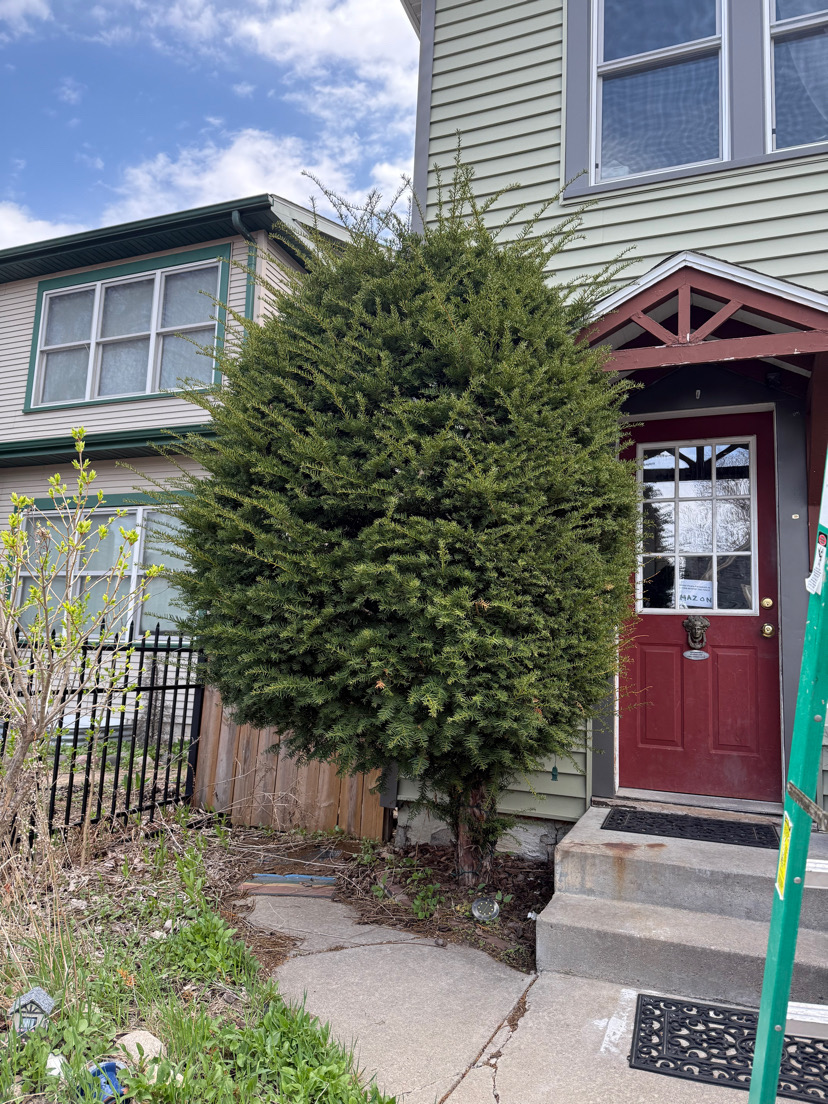 Bush trimming before